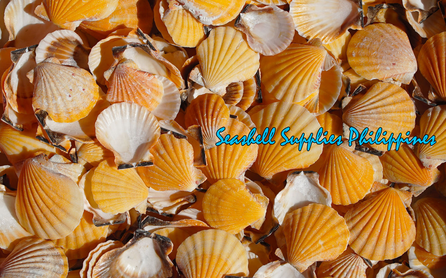 1 Kilo | Orange Vexillum | Distant Scallop | Seashells | Sea shells