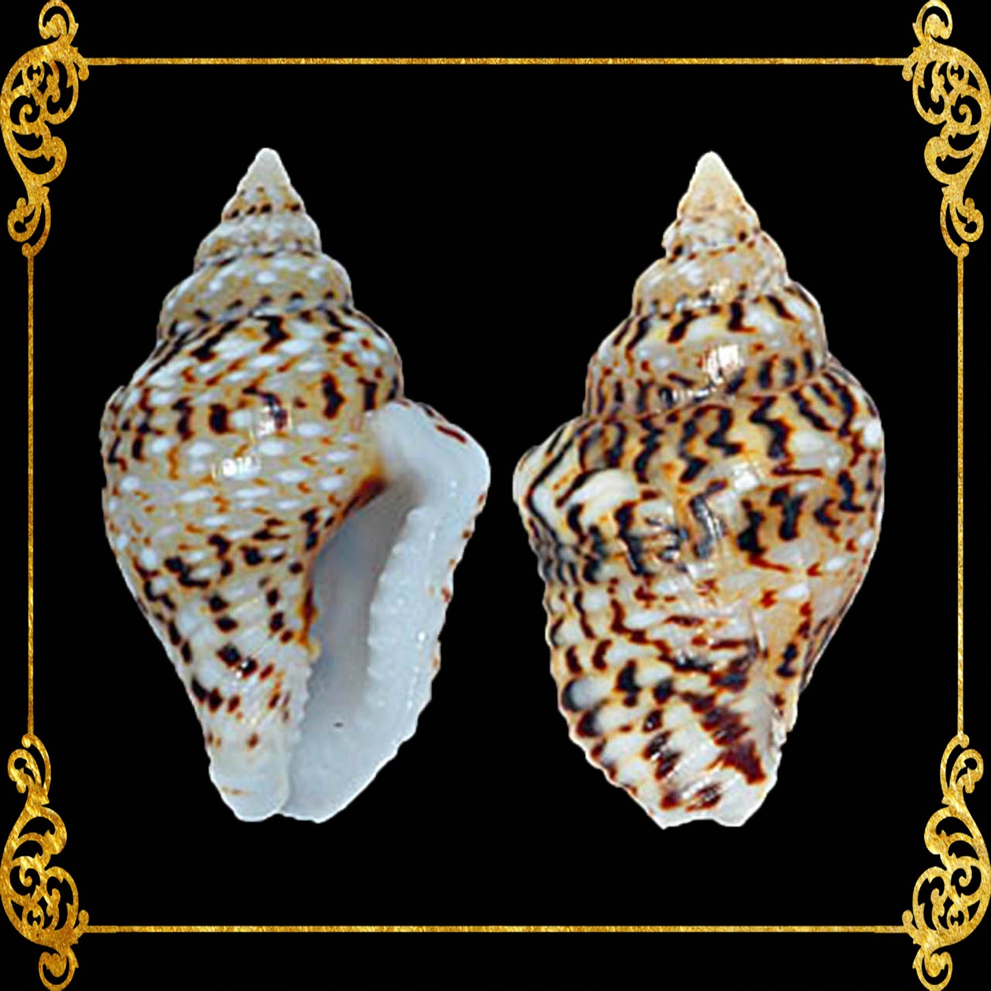 1 Kilo | Palay | Dotted Dove Shell | Gurisan | Seashells | Sea shells