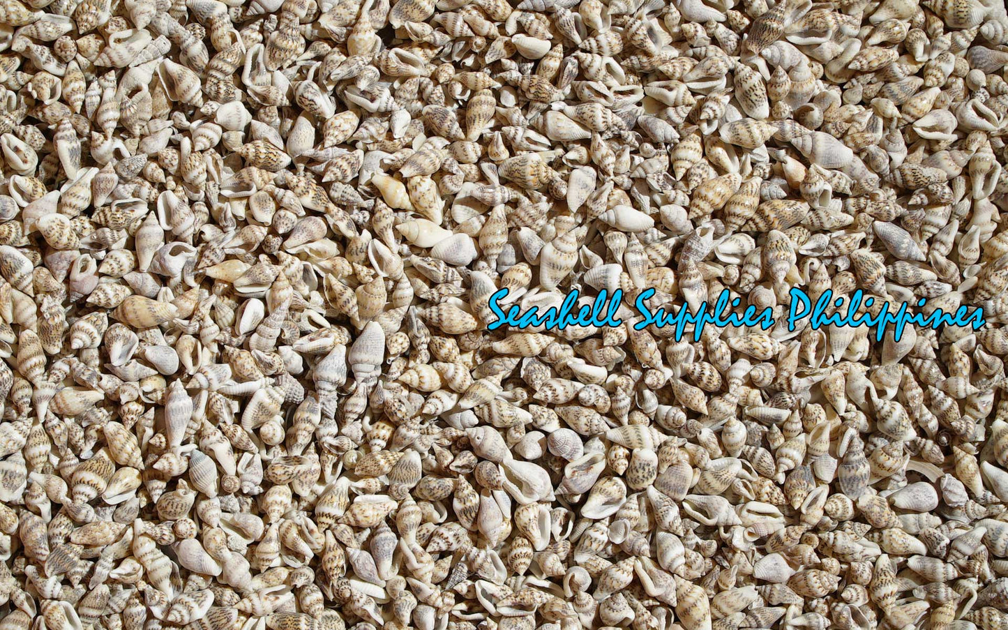 1 Kilo | Palay | Dotted Dove Shell | Gurisan | Seashells | Sea shells