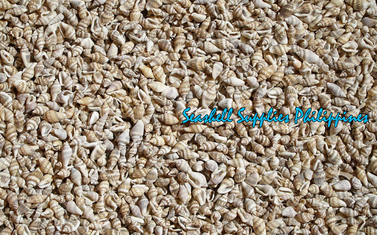 Palay | Dotted Dove Shell | Columbella Mercatoria (Gurisan)