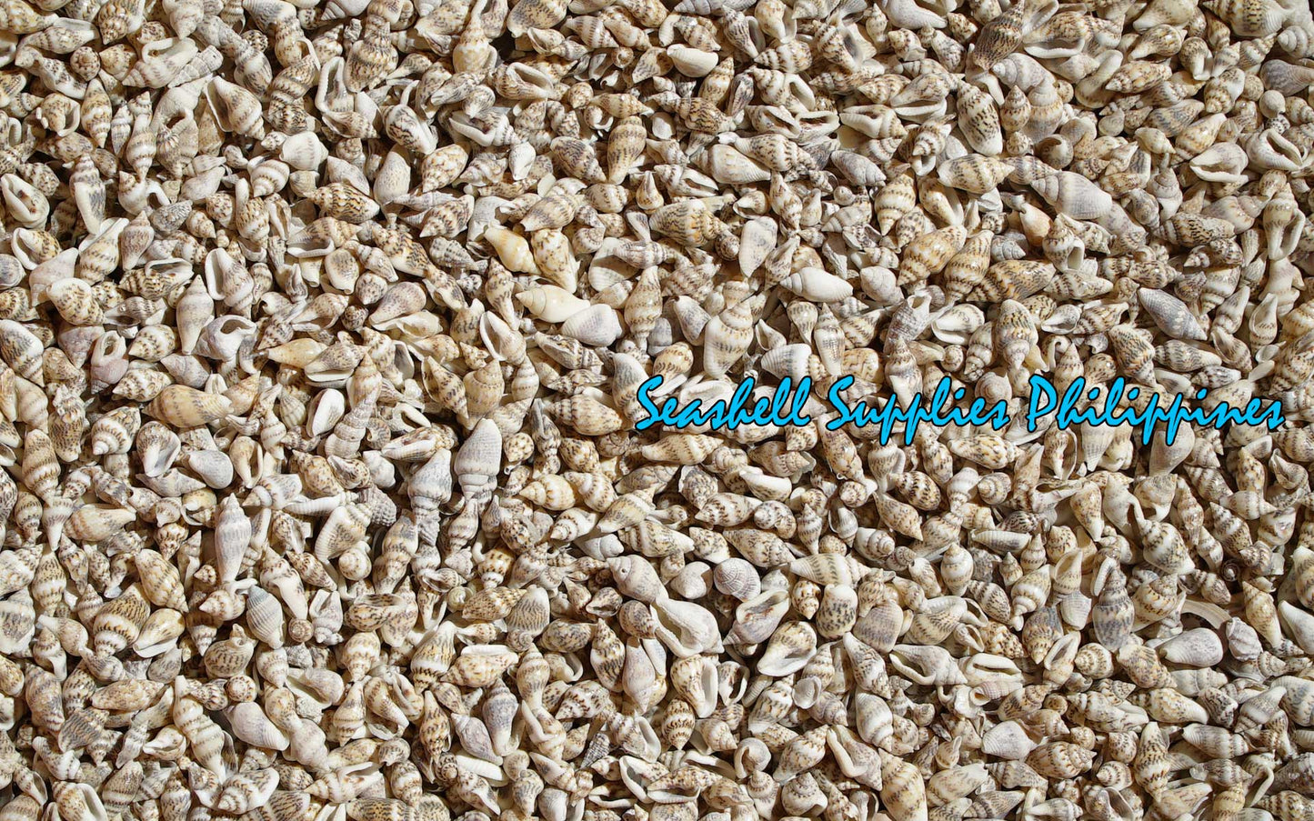 1 Kilo | Palay | Dotted Dove Shell | Gurisan | Seashells | Sea shells