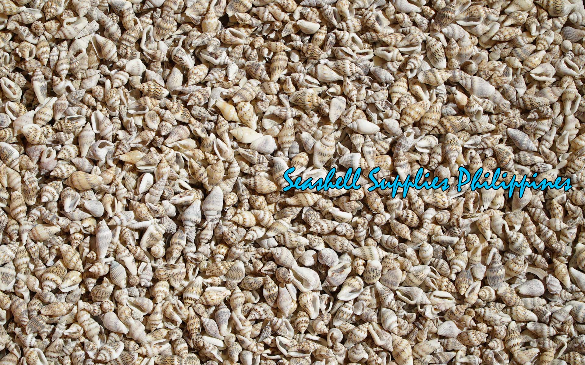 Palay | Dotted Dove Shell | Columbella Mercatoria (Gurisan)