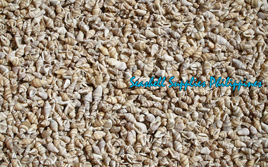 1 Kilo | Palay | Dotted Dove Shell | Gurisan | Seashells | Sea shells