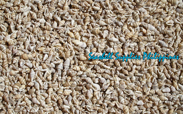 Palay | Dotted Dove Shell | Columbella Mercatoria (Gurisan)