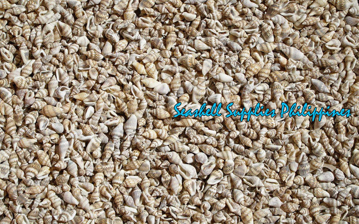 Palay | Dotted Dove Shell | Columbella Mercatoria (Gurisan)