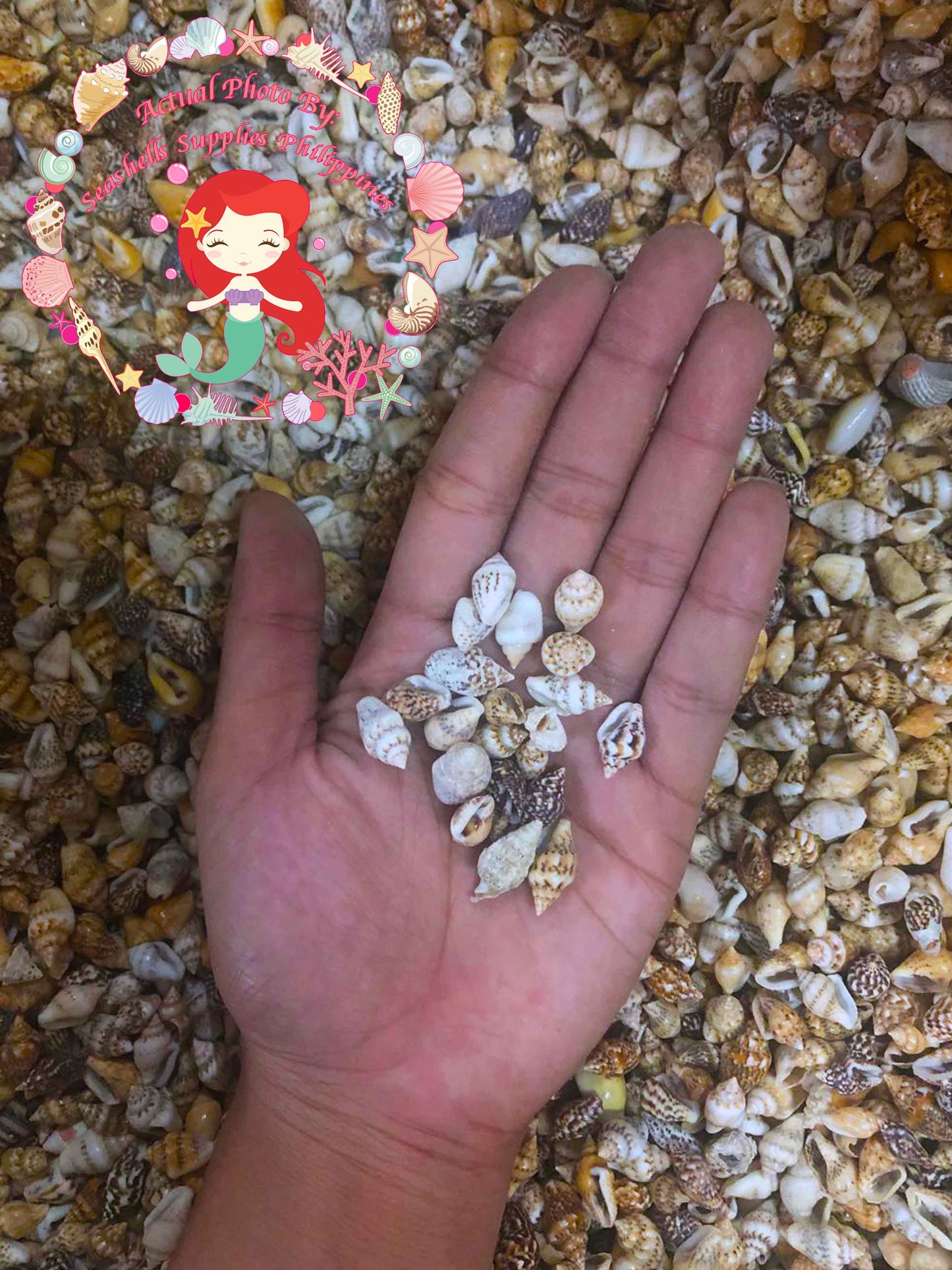 1 Kilo | Palay | Dotted Dove Shell | Natural | Seashells | Sea shells