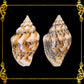 500 Grams | Palay | Dotted Dove Shell | Natural