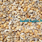 1 Kilo | Palay | Dotted Dove Shell | Natural | Seashells | Sea shells
