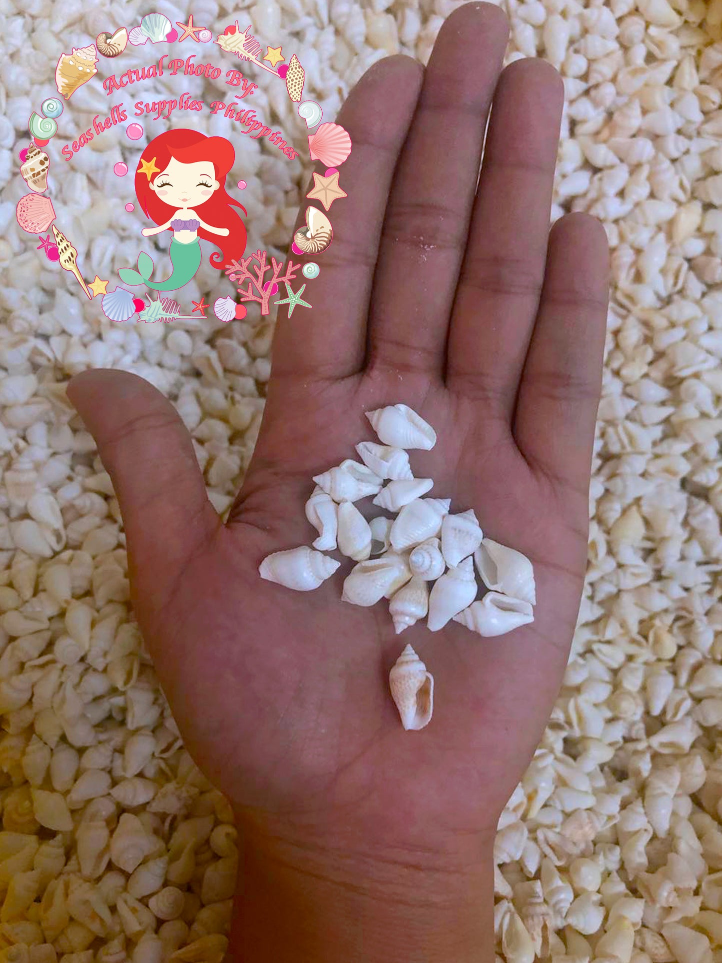 1 Kilo | Palay | Dotted Dove Shell | White | Seashells | Sea shells