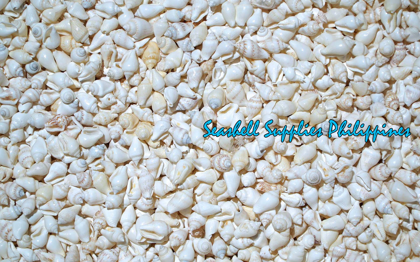 1 Kilo | Palay | Dotted Dove Shell | White | Seashells | Sea shells