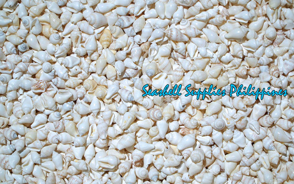 Palay | Dotted Dove Shell | Columbella Mercatoria (White)