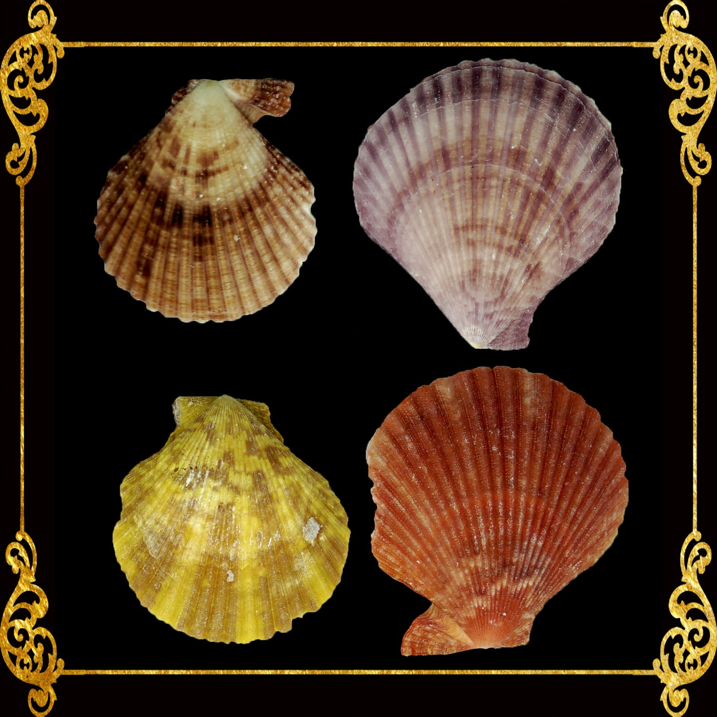 1 Kilo | Pecten Nobilis | Nobile Scallop | Seashells | Sea shells