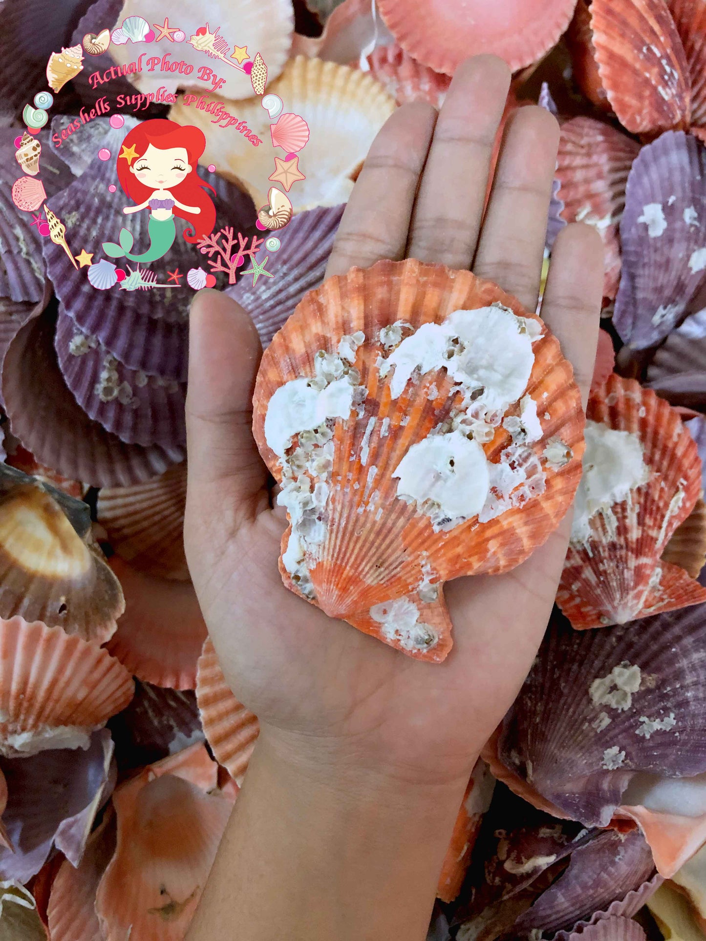 1 Kilo | Pecten Nobilis | Nobile Scallop | Seashells | Sea shells