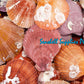 1 Kilo | Pecten Nobilis | Nobile Scallop | Seashells | Sea shells