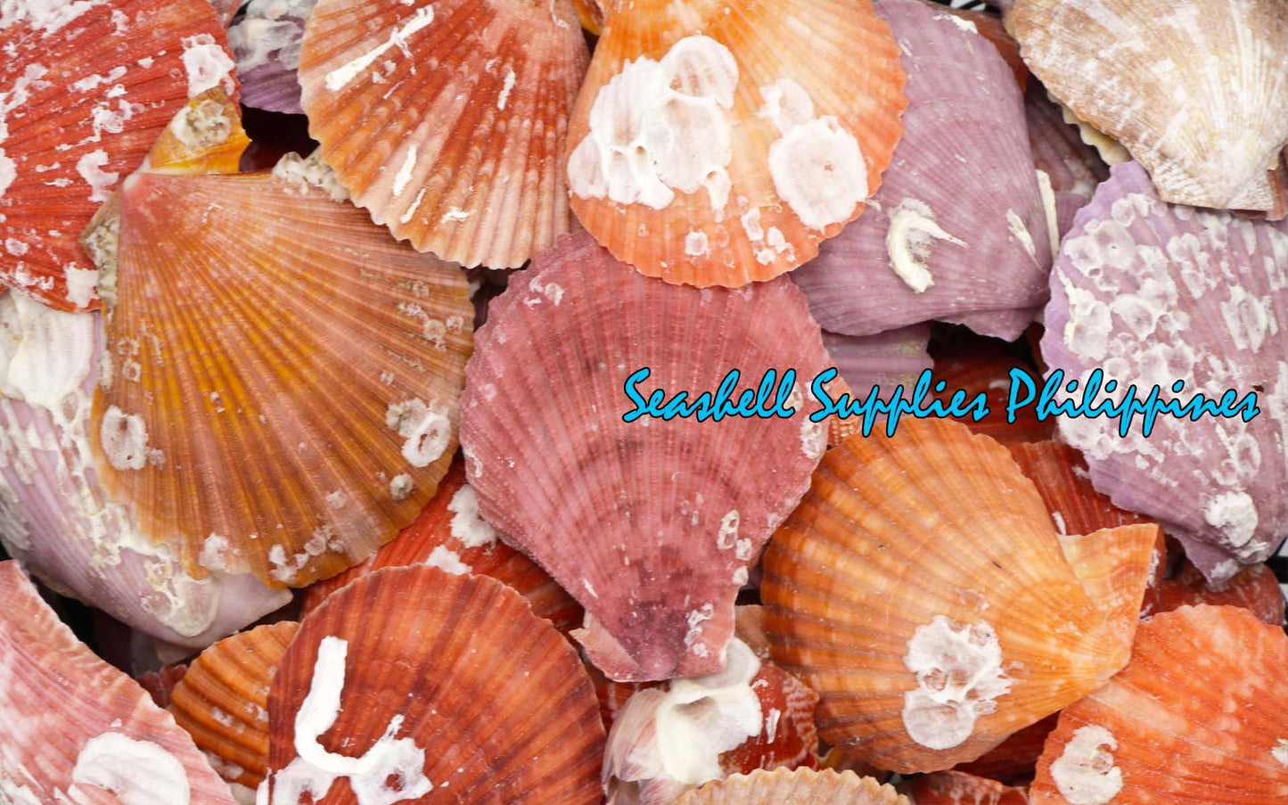 1 Kilo | Pecten Nobilis | Nobile Scallop | Seashells | Sea shells