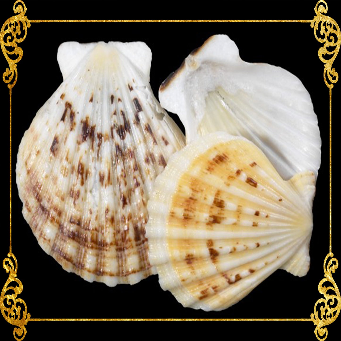 1 Kilo | Pecten Radiola | Radula Scallop | Seashells | Sea shells