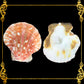 1 Kilo | Pecten Vexilum | Distant Scallop | Seashells | Sea shells