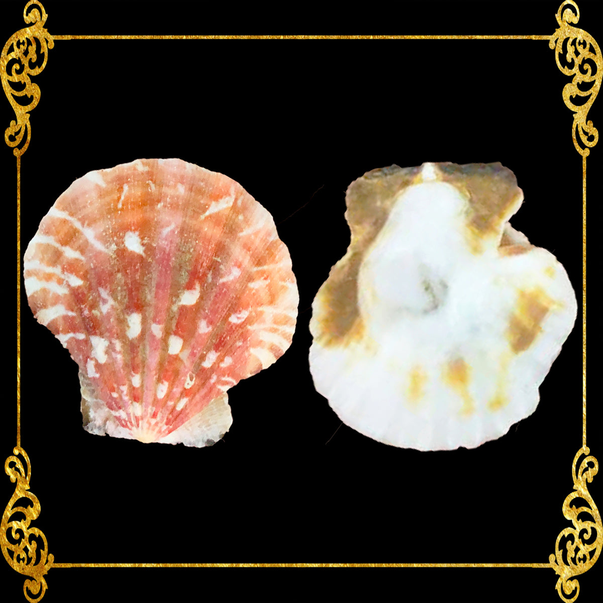 Pecten | Distant Scallop | Pecten Vexillum