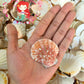 1 Kilo | Pecten Vexilum | Distant Scallop | Seashells | Sea shells