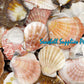 1 Kilo | Pecten Vexilum | Distant Scallop | Seashells | Sea shells