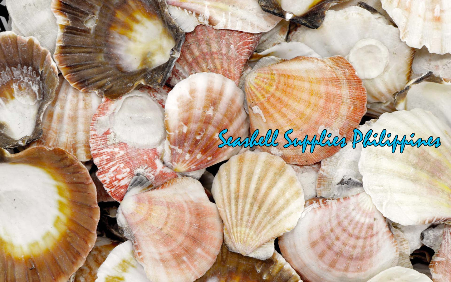 1 Kilo | Pecten Vexilum | Distant Scallop | Seashells | Sea shells