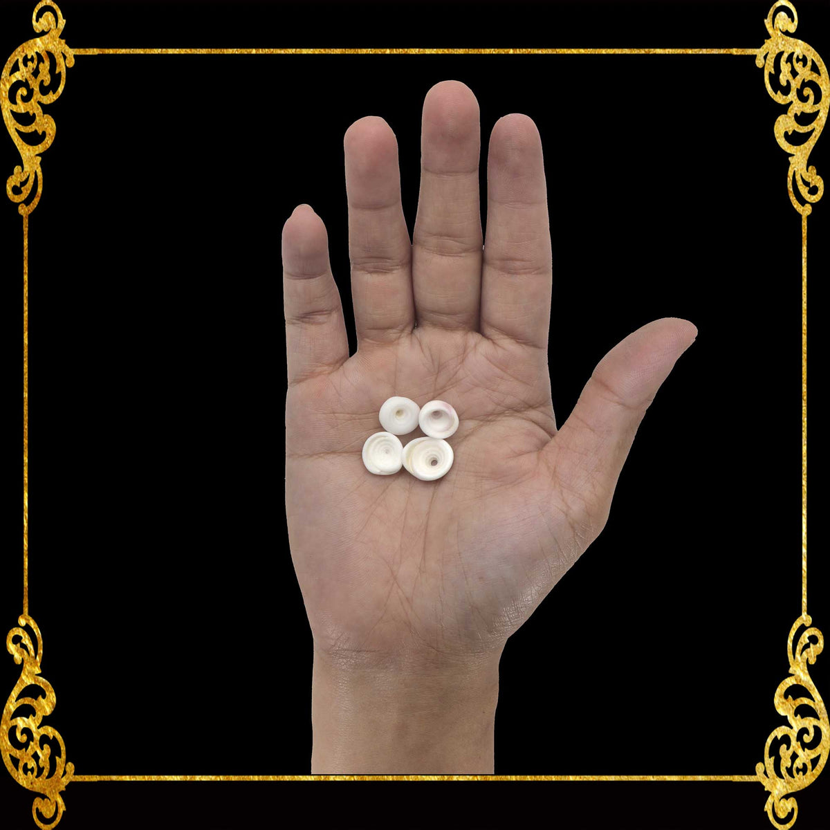 Red Lips | Strombus Luhuanus | Strawberry Conch