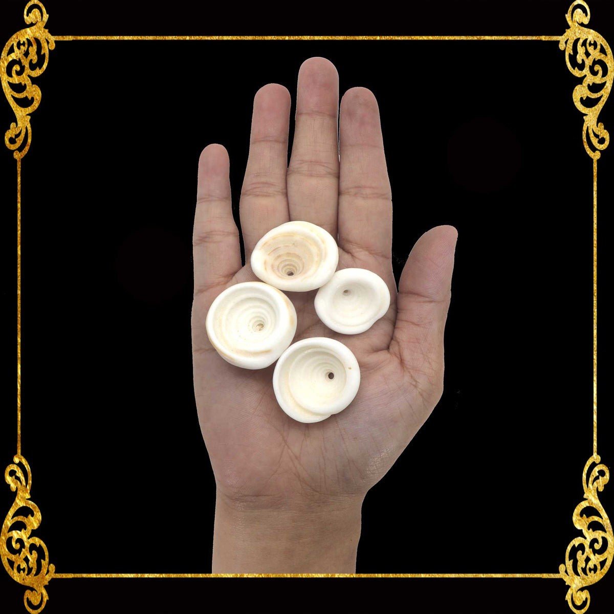 Rotong | Rough Nassa | Nassarius Horridus