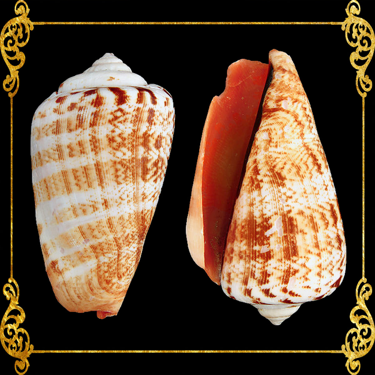 1 Kilo | Red Lips | Strawberry Conch | Seashells | Sea shells