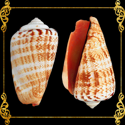 1 Kilo | Red Lips | Strawberry Conch | Seashells | Sea shells