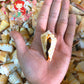 1 Kilo | Red Lips | Strawberry Conch | Seashells | Sea shells
