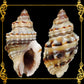 1 Kilo | Rotong | Horrid Nassa | Seashells | Sea shells