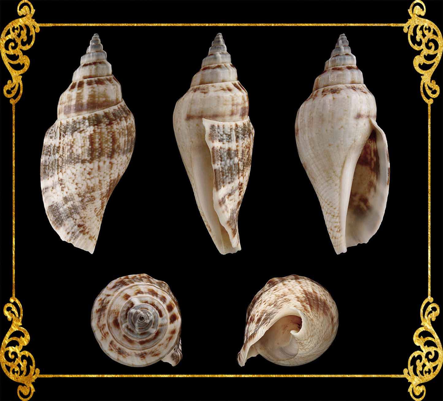 1 Kilo | Sicad | Little Bear Conch | Ordinary | Seashells | Sea shells