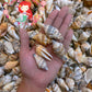 1 Kilo | Sicad | Little Bear Conch | Ordinary | Seashells | Sea shells