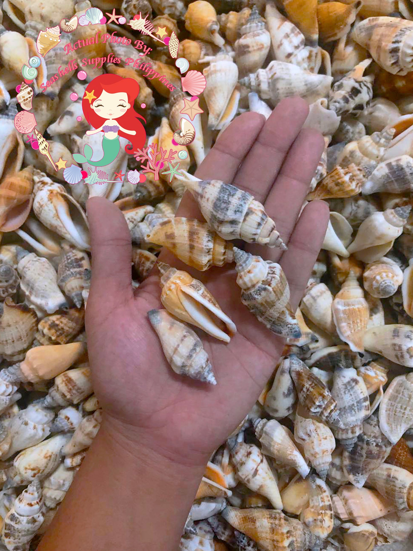 1 Kilo | Sicad | Little Bear Conch | Ordinary | Seashells | Sea shells