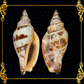 500 Grams | Sicad | Little Bear Conch | Ordinary