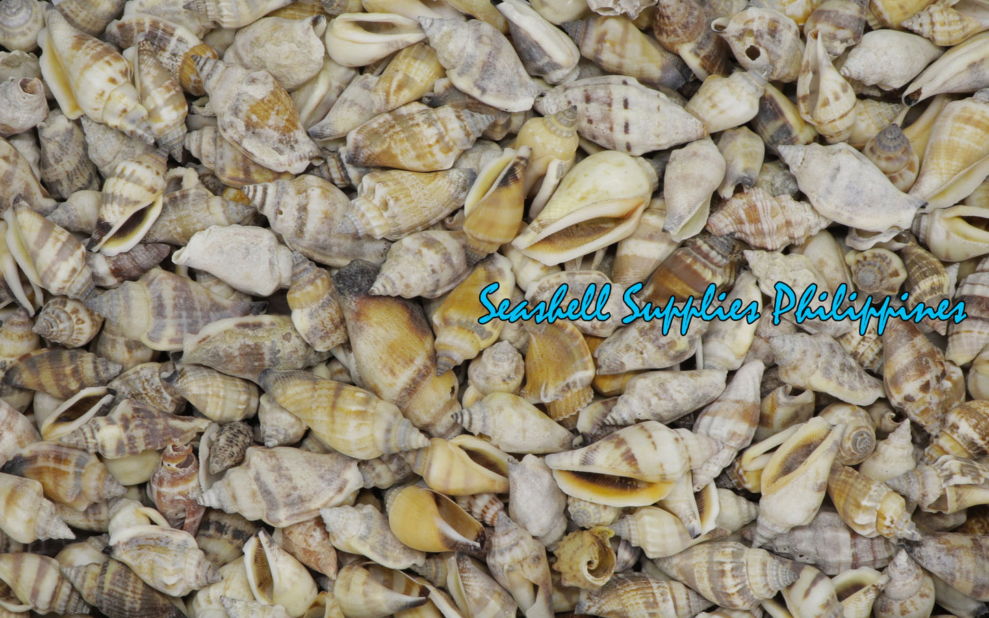 1 Kilo | Sicad | Little Bear Conch | Ordinary | Seashells | Sea shells