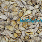 500 Grams | Sicad | Little Bear Conch | Ordinary