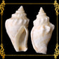 1 Kilo | Sicad | Little Bear Conch | White | Seashells | Sea shells