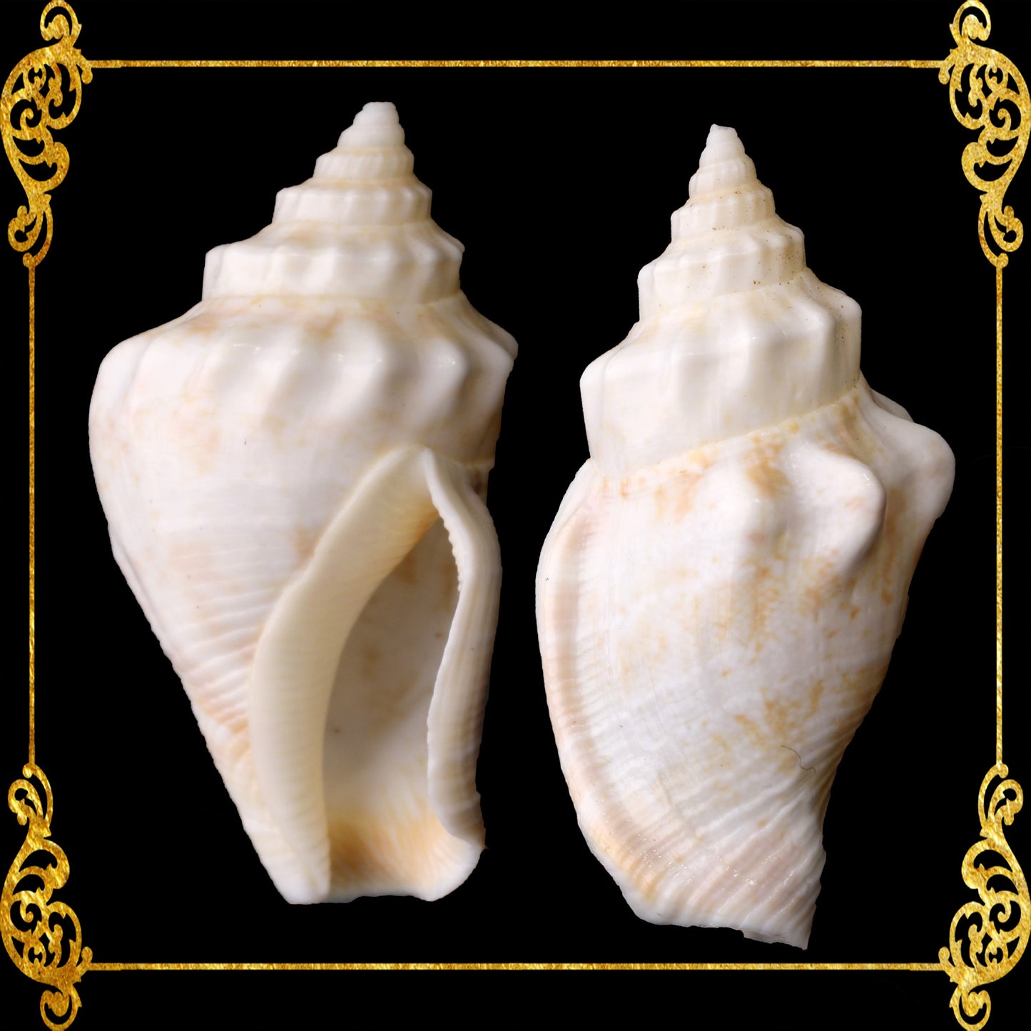 1 Kilo | Sicad | Little Bear Conch | White | Seashells | Sea shells