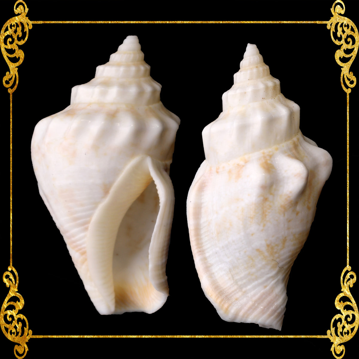 Sicad Shell 1 Kilo | Sicad | Little Bear Conch | White | Seashells | Sea shells ...