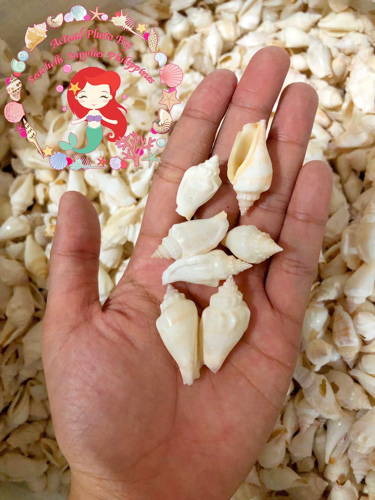 Sicad Shell 1 Kilo | Sicad | Little Bear Conch | White | Seashells | Sea shells ...