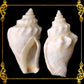 500 Grams | Sicad | Little Bear Conch | White