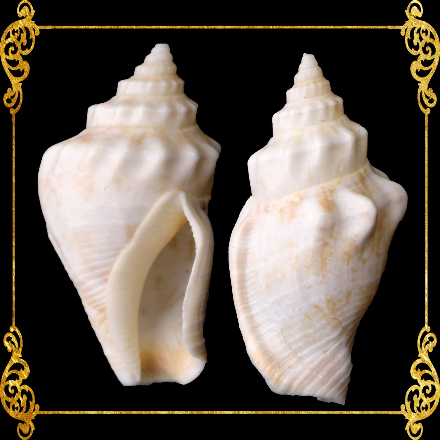 500 Grams | Sicad | Little Bear Conch | White