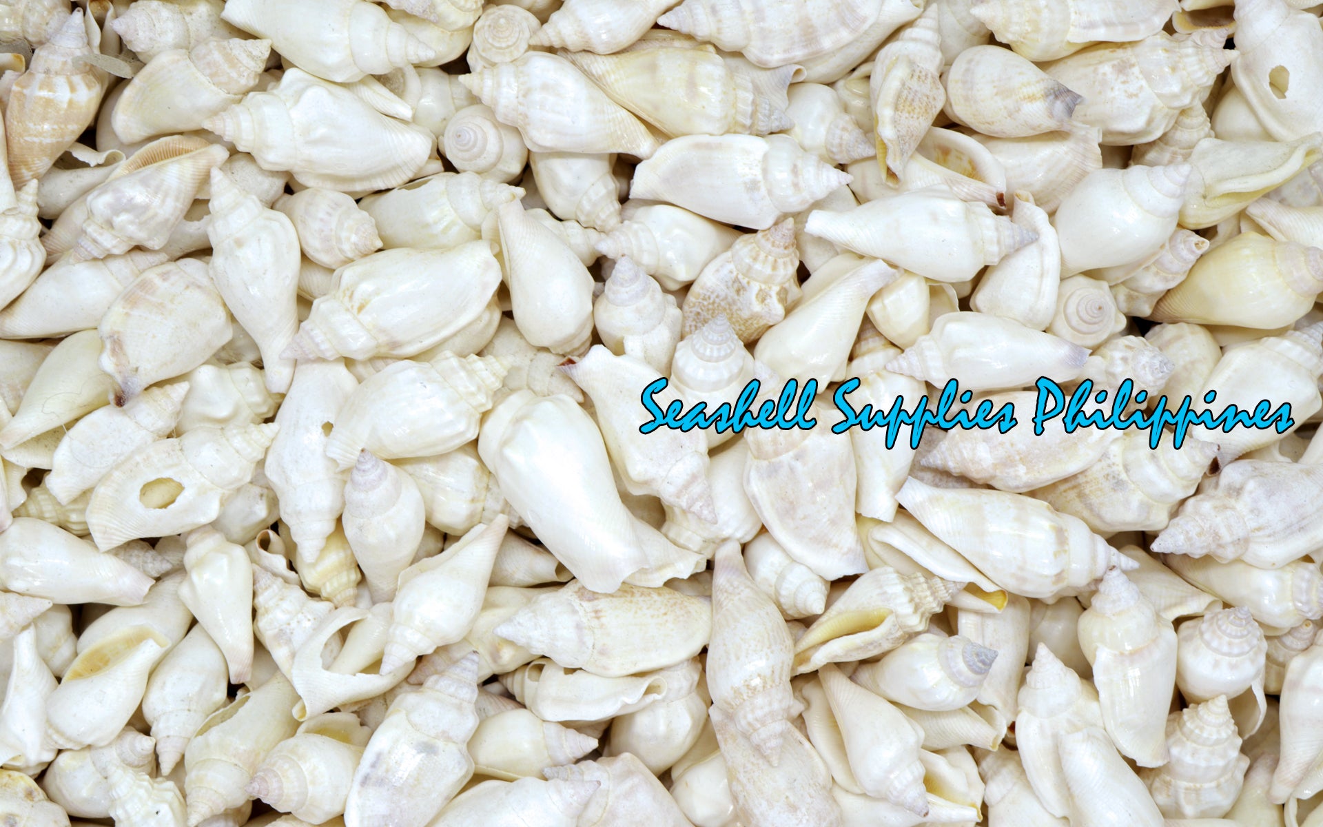 Sicad Shell 1 Kilo | Sicad | Little Bear Conch | White | Seashells | Sea shells ...