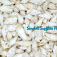 500 Grams | Sicad | Little Bear Conch | White