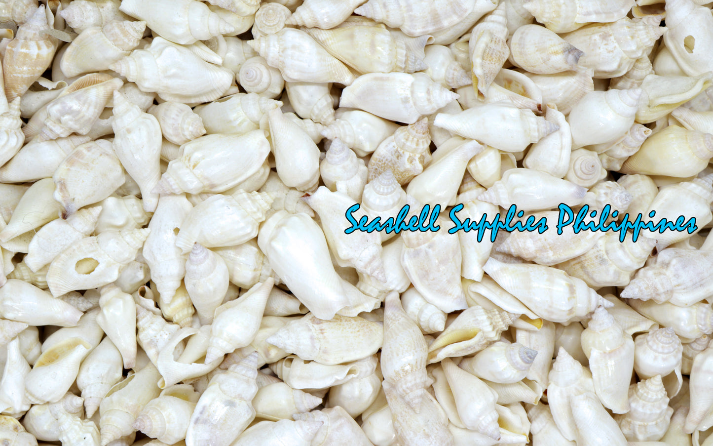 500 Grams | Sicad | Little Bear Conch | White