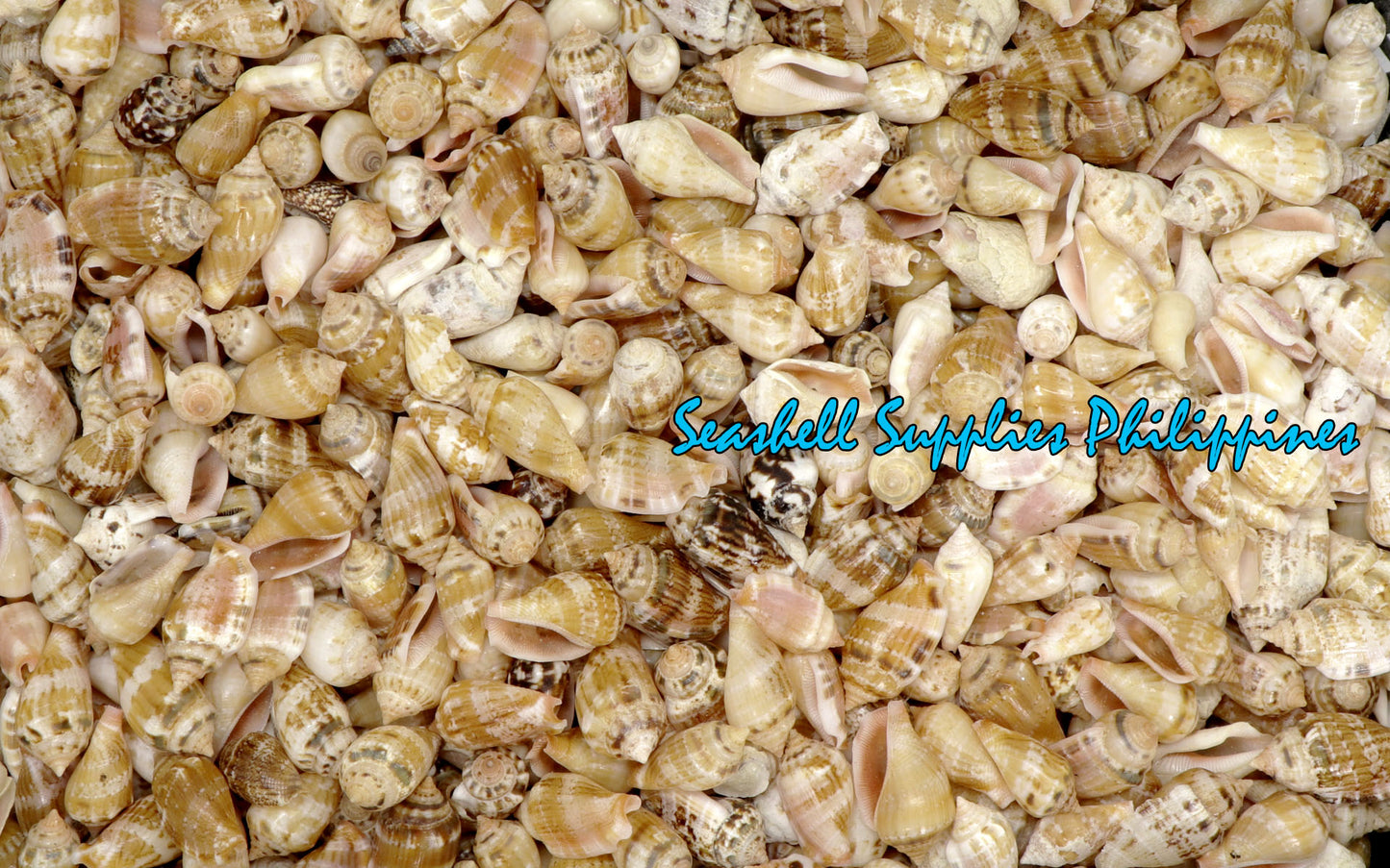 1 Kilo | Sicad | Little Bear Conch | Pink | Seashells | Sea shells