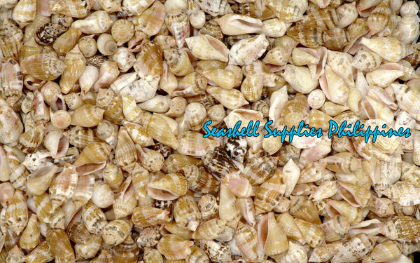 Sicad Shell Products – Seashell Supplies Philippines