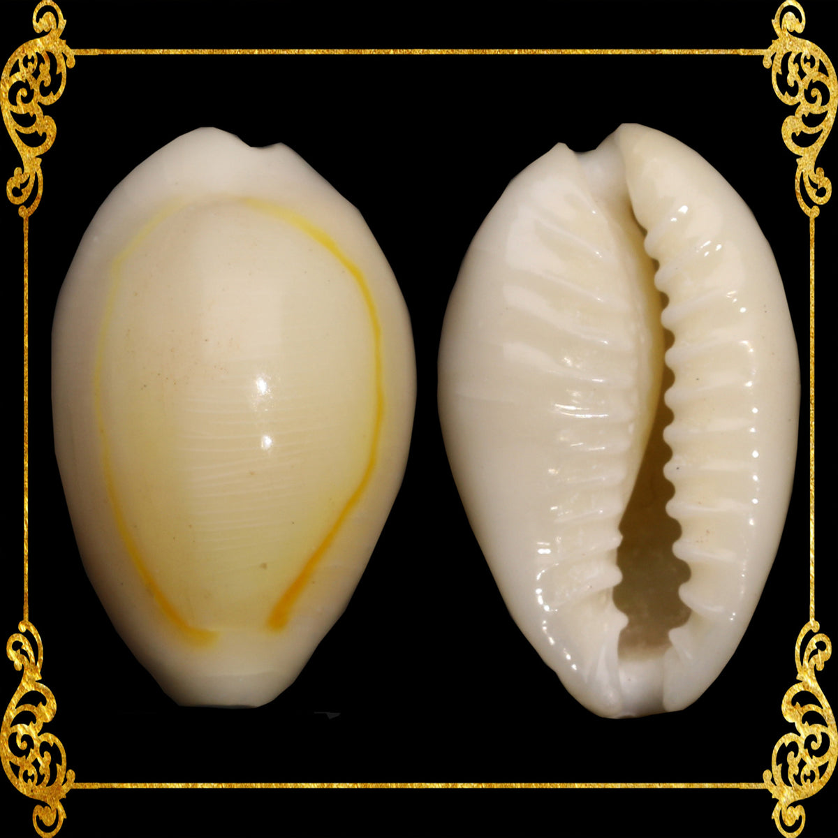 1 Kilo | Sigay | Gold Ringer Cowrie | Golden | Seashells | Sea shells