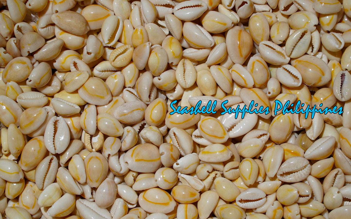 500 Grams | Sigay | Gold Ringer Cowrie | Golden